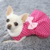 dark pink and white polka dot dog dress